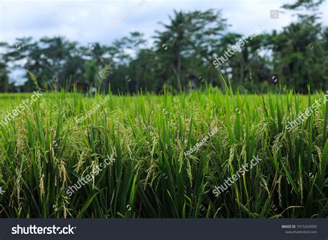 Palay