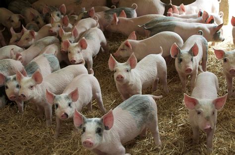 Pigs Corruption in Animal Farm