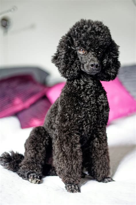 Poodle