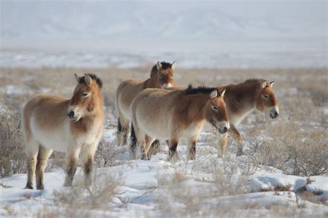 Reintroduction of Humans