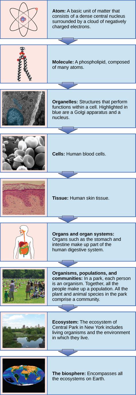 Understanding Biological Concepts Through Diagrams