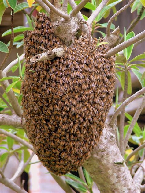 Beehive