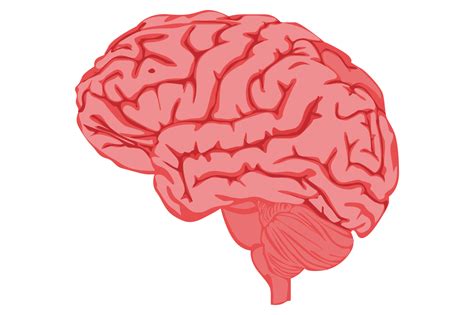 brain