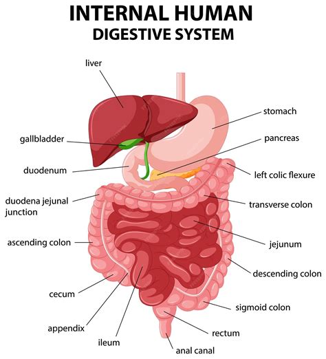 Digestive
