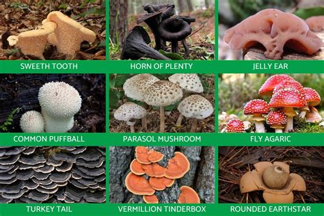 Fungi