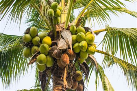 Kelapa