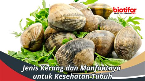 Kerang