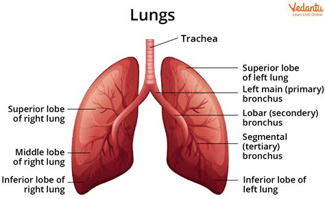 lungs