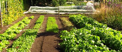 Moestuin
