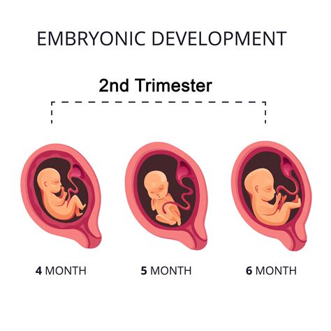 Second Trimester