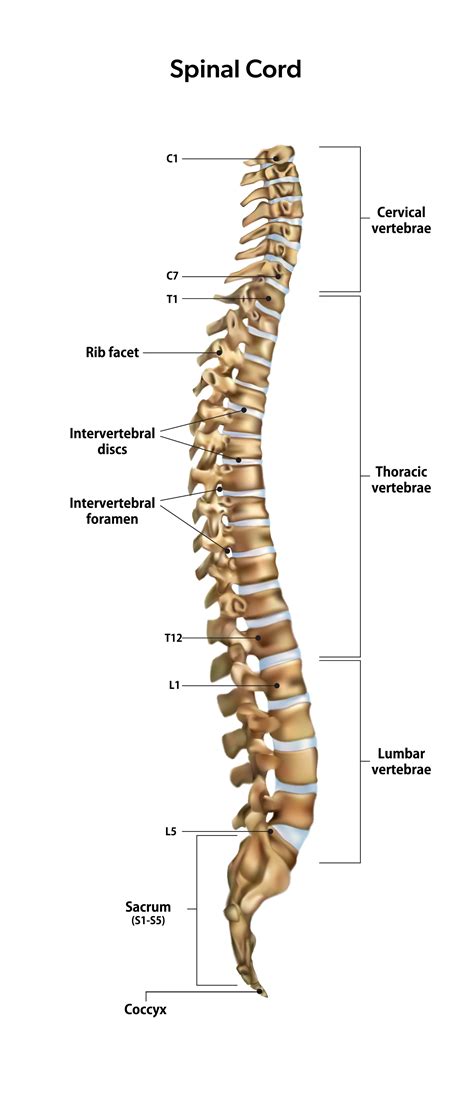 Spinal