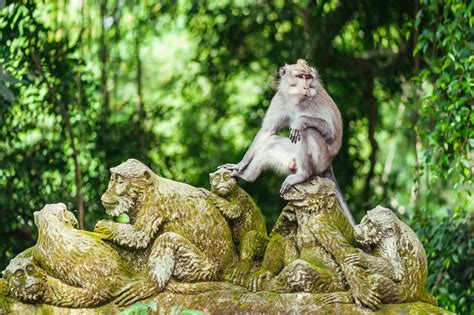 Monkey Forest
