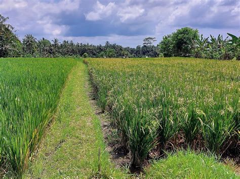 Nearby Attractions in Penestanan