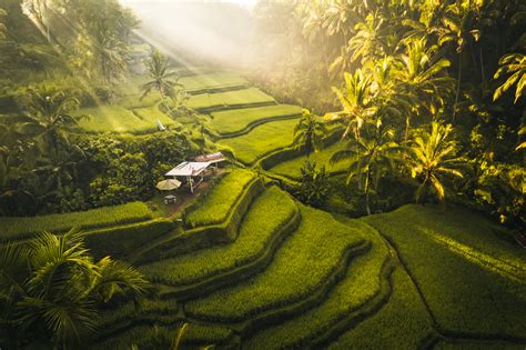 Ubud Rice Fields