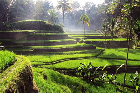 Ubud Rice Terraces
