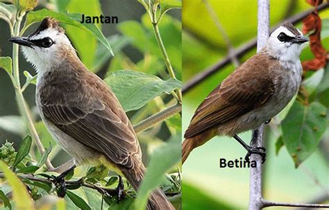 Burung Jantan