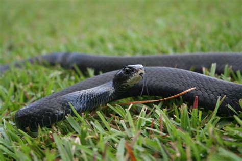 <b>How Does a Black Racer Snake Behave?</b>” style=”display: block; width: 100%; height: auto”></p>
<p>Black Racer snakes are not typically aggressive, but they will defend themselves if they feel threatened. If a snake senses danger, it will coil up and may attempt to bite. Snakes can also emit a foul-smelling musk when threatened. If a Black Racer snake feels as though it has no other option, it may bite as a last resort.</p>
<h2><span id=