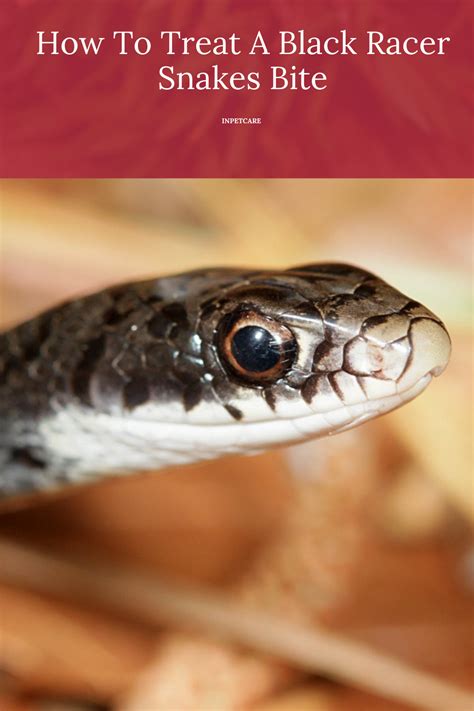 <b>Will a Black Racer Snake Bite My Dog?</b>” style=”display: block; width: 100%; height: auto”></p>
<p>As mentioned previously, the answer to this question is not a simple yes or no. A Black Racer snake may bite a dog if it feels threatened or if the dog is being aggressive. However, it is important to note that Black Racer snakes are not typically aggressive and are more likely to flee from a dog than to bite it. It is also important to note that Black Racer snakes are nonvenomous, so a bite from one of these snakes will not cause any serious harm to a dog.</p>
<h2><span id=