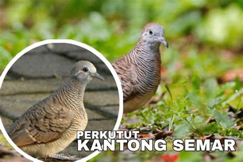 Ciri Perkutut Katuranggan Kantong Semar