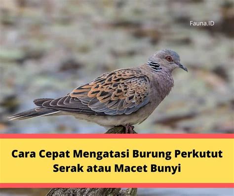 Metode Perawatan Burung Perkutut Agar Tidak Serak Cara Mengatasi Suara Burung Perkutut Serak