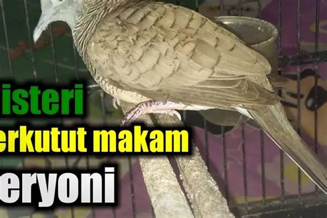 Perkutut Punden Beryoni di Makam Keramat