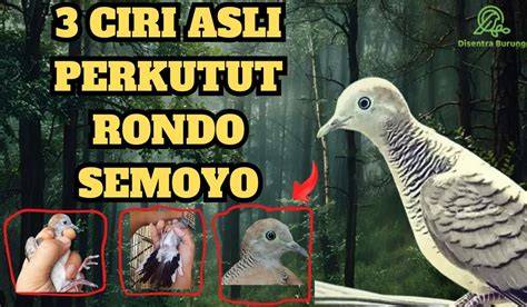 Perkutut Rondo Semoyo