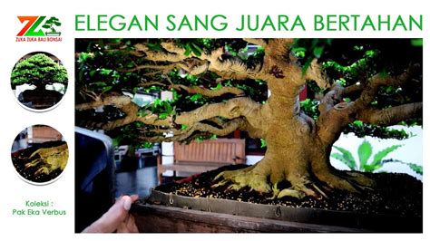Bonsai Elegan Juara