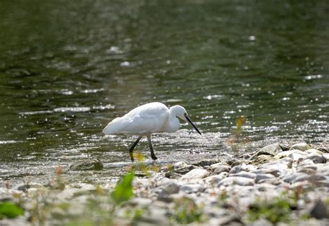 Climate egrets in Oregon