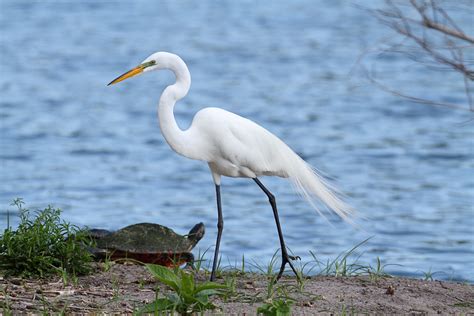 Coastal egrets in Oregon