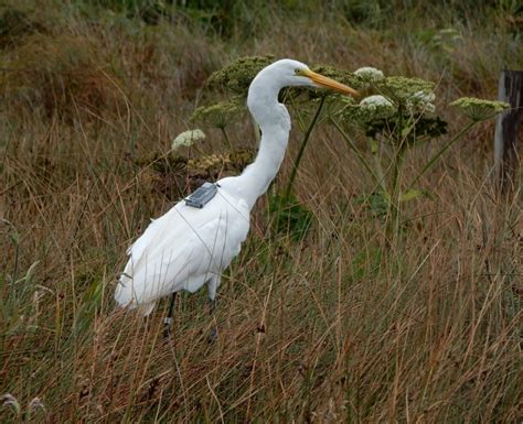 Conservation efforts for egrets in Oregon