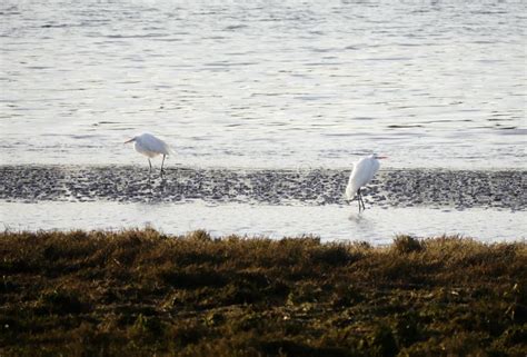Island egrets in Oregon