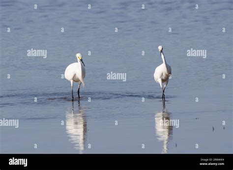 Lake egrets in Oregon