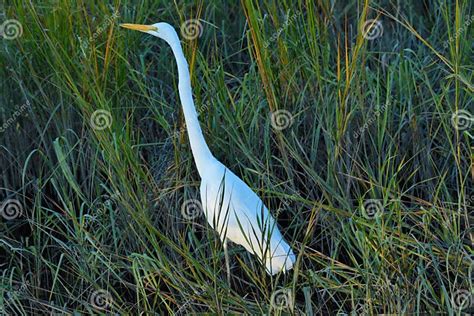 Marsh egrets in Oregon