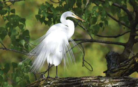 Wetlands egrets in Oregon
