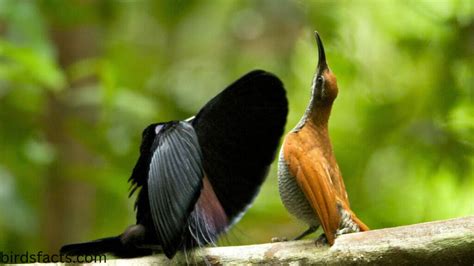 Bird attracting its mate