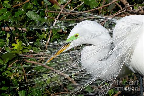 Egret breeding