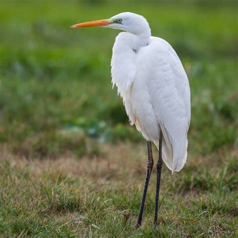 Egret conservation
