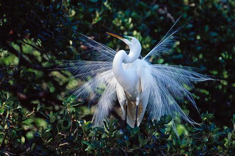 Egret feathers