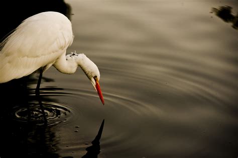 Egret fishing