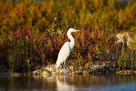 Egret habitat
