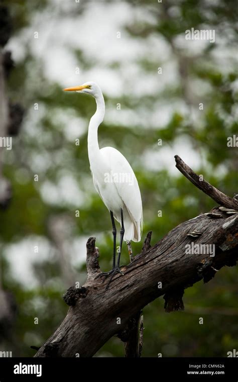 Egret standing