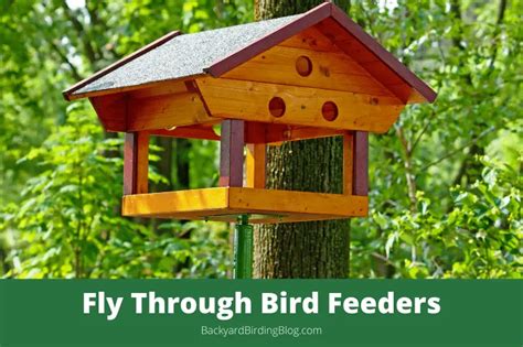 A fly-through bird feeder attracts different bird species