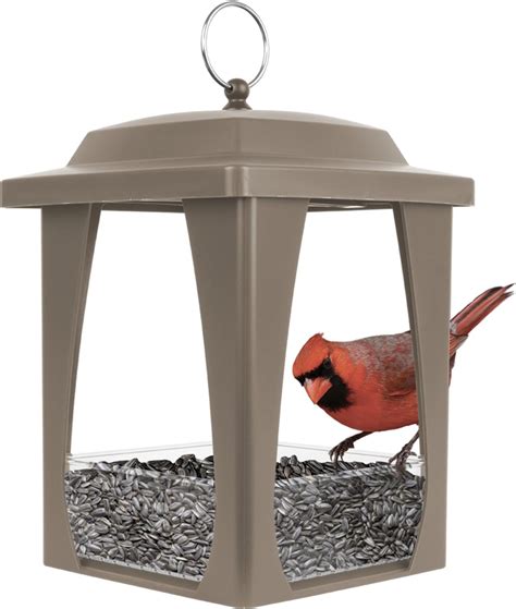 a bird feeding on a fly-through feeder with easy access