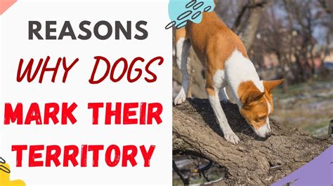 Bird marking its territory