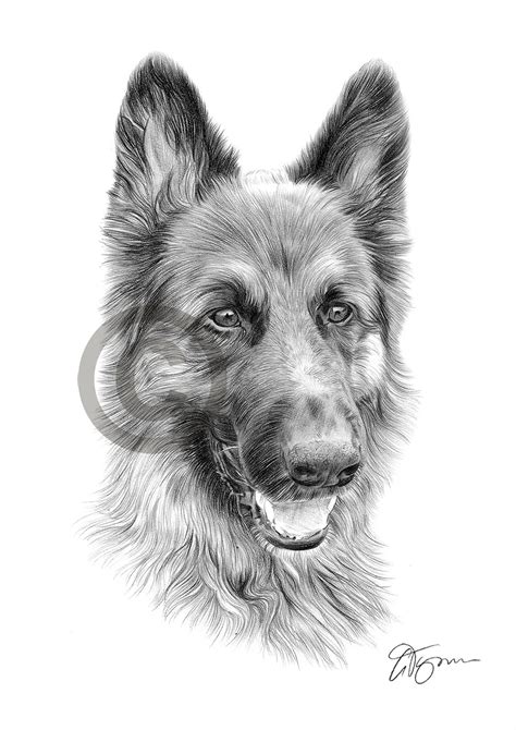Adorable German Shepherd Dog Pencil Art