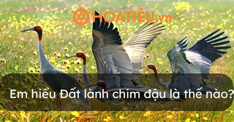 đất lành chim đậu