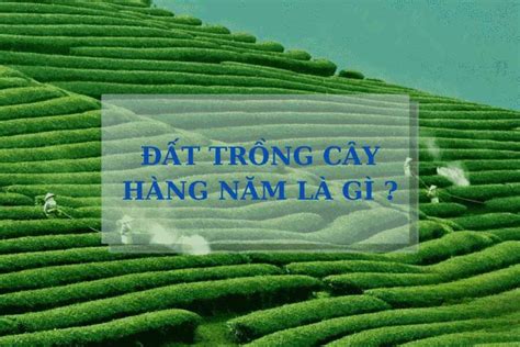 đất trồng cây hằng năm