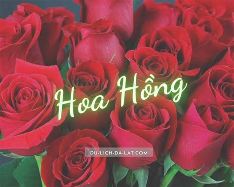 đặc điểm hoa hồng