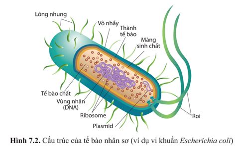 đặc điểm tế bào nhân sơ