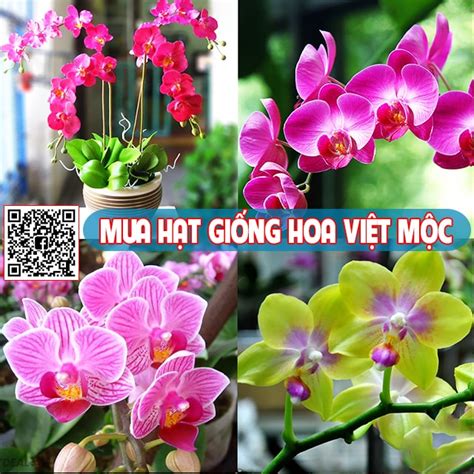 để nhân các giống lan quý